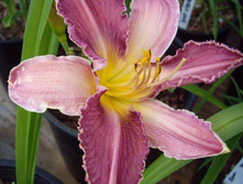 �������� ������ ����� (Chicago Knobby) ���-�� � �������� 1 ��., ���� �� �������� 199 ���..jpg