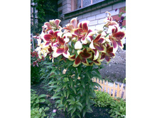 ����� ��� ���� ���. ����2.jpg