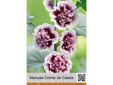 ������ Creme de Cassis ���� 138� �� 1 ��