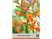 ��������� Meteor ���� 1 �� 20�