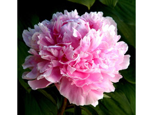 ���� ������� ���� (Albert Crouse) ���-�� � �������� 1 ��., ���� �� �������� 235 ���..jpg