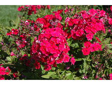 ����� ���� ���� ���. ����.jpg