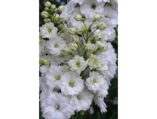 ���������� ���� �������� 226,8�.jpg