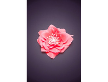 ������� ��� ����� 030157�������.jpg