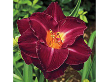 �������� �������� ��� (Burgundy Love) ���-�� � �������� 1 ��., ���� �� �������� 199 ���..jpg