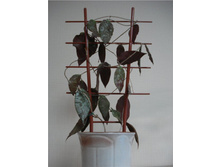 ���� Caudata(����) �