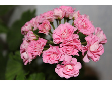 ���������� Swanland Pink.JPG