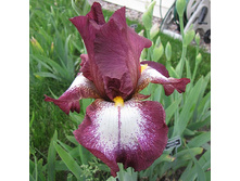 ���� �������� (Crinoline) ���-�� � �������� 1 ��., ���� �� �������� 99 ���..jpg