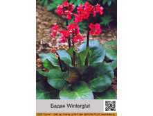 ����� Winterglut ���� 1 �� 100�
