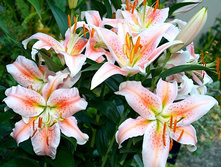 ����� ������ ���� ���. ����.jpg