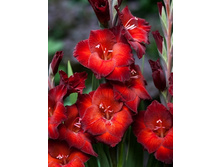 ��������� ������ (Azurro) ���-�� � �������� 10 ��., ���� �� �������� 85 ���..jpg