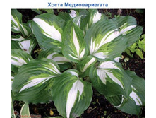 ����� �������������� (Mediovariegata) ���-�� � �������� 1 ��., ���� �� �������� 59 ���..jpg