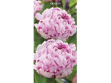 ���� ������.jpg