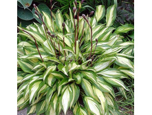 ����� ����� ����� (Cherry Berry) ���-�� � �������� 1 ��., ���� �� �������� 105 ���..jpg