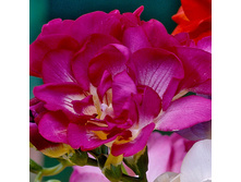 ������ �������� ������� (Double Pink) ���-�� � �������� 10 ��., ���� �� �������� 62 ���..jpg