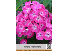 ����� Alexandra ���� �� 1 �� 103�.00�.