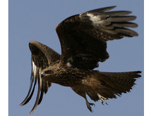 ������ ������.jpg