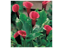 ����� ��� ���� ���. ����2.jpg