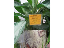 6. ����� ����� ������������ ��� ���������� ���������� � ��������� ���������.