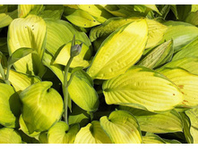 ����� ���� �������� (Gold Standard) ���-�� � �������� 1 ��., ���� �� �������� 49 ���..jpg