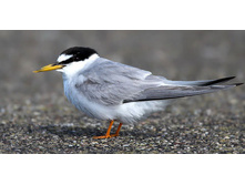 ����� ������.jpg