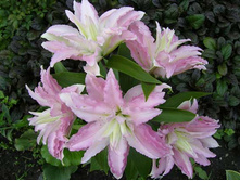 ����� ���� ����� (Double Pleasure) ���-�� � �������� 5 ��., ���� �� �������� 295 ���..jpg