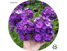 ����� ���� ���. ����.jpg