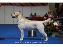 ���� ������: LIBRA D'OR ARISTOTLE THE BEST
