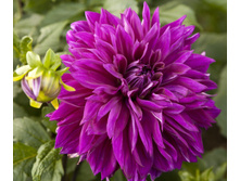 �������� ����� ������ (Thomas Edison) ���-�� � �������� 1 ��., ���� �� �������� 75 ���..jpg