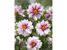 ������� ��� �� ���� (Edge of Joy) ���-�� � �������� 1 ��., ���� �� �������� 80 ���..jpg