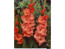 ��������� ��������� (Argentina) ���-�� � �������� 10 ��., ���� �� �������� 80 ���..jpg