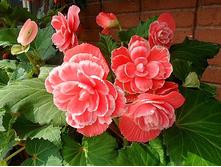 ������� ������ ���� ���� ���. ����2.JPG