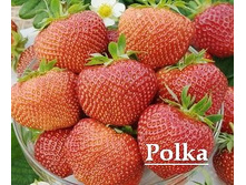 ��������� Polka 38� �� 1 ��