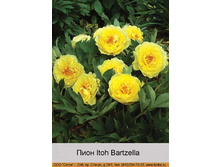 ���� Itoh Bartzella ���� 1 �� 943�.00�.