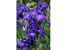 Grand Amiral-5,27.jpg