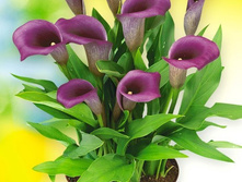 ����� ���� ���. ����.jpg