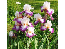 Bold Fashion-5,27.jpg