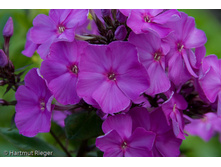 ����� ������� ( Amethyst) ���-�� � �������� 1 ��., ���� �� �������� 49 ���..jpg