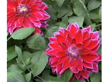 �������� ���� ���� (Mero Star) ���-�� � �������� 1 ��., ���� �� �������� 80 ���..jpg