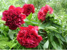 ���� ��� ���� ���. ����3.jpg