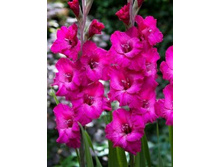 ��������� ����� (Mahler) ���-�� � �������� 10 ��., ���� �� �������� 85 ���..jpg