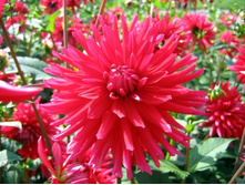 ������� ��������� (Ellen Houston) ���-�� � �������� 1 ��., ���� �� �������� 75 ���..jpg