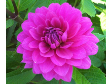 �������� ������� (Requiem) ���-�� � �������� 1 ��., ���� �� �������� 94,50 ���..jpg