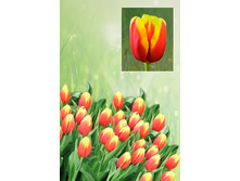 ����� ��� �� ����  37 ���.  ����� ������ 10 ��!!!