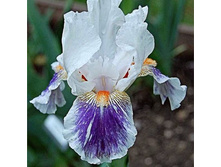 ���� �������� ������� (American Patriot) ���-�� � �������� 1 ��., ���� �� �������� 109 ���..jpg