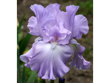 Mary Frances-3,07.jpg