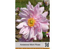 ������� Mont Rose ���� 1 �� 107�