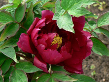 ���� ����