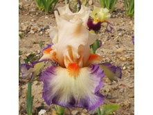 ���� Folie Douce-6,58.jpg