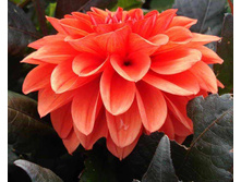 �������� ���� ������� (Ellen Houston) ���-�� � �������� 1 ��., ���� �� �������� 70 ���..jpg